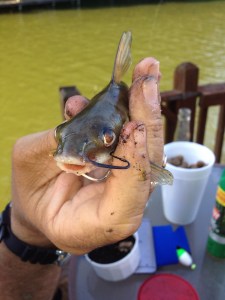 My first catfish